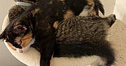 Gizmo is registered to the contest to win money with this photo: animal, calico, cat, cat_tree, cats, companion, cozy, cute, domestic, feline, fur, home, indoor, perch, pet, pile, relaxation, resting, sleeping, tabby