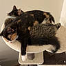 cat, cats, cat_tree, feline, pet, sleeping, resting, cozy, fur, tabby, calico, indoor, perch, pile, relaxation, animal, domestic, cute, companion, home