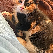 Gizmo joined the competition — help win amazing prizes! animal, blanket, calico, cat, closeup, cozy, curious, cute, domestic, feline, fur, indoor, kitten, paw, pet, relaxed, snuggling, soft, whiskers, young