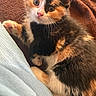 kitten, cat, calico, fur, pet, animal, cute, cozy, blanket, indoor, young, snuggling, paw, whiskers, curious, relaxed, closeup, soft, domestic, feline