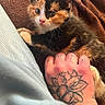 Gizmo joined the competition — help win amazing prizes! animal, brown_blanket, calico, cat, claw, cozy, curious, cute, domestic, feline, fur, hand, indoor, kitten, paw, pet, resting, soft_texture, tattoo, young