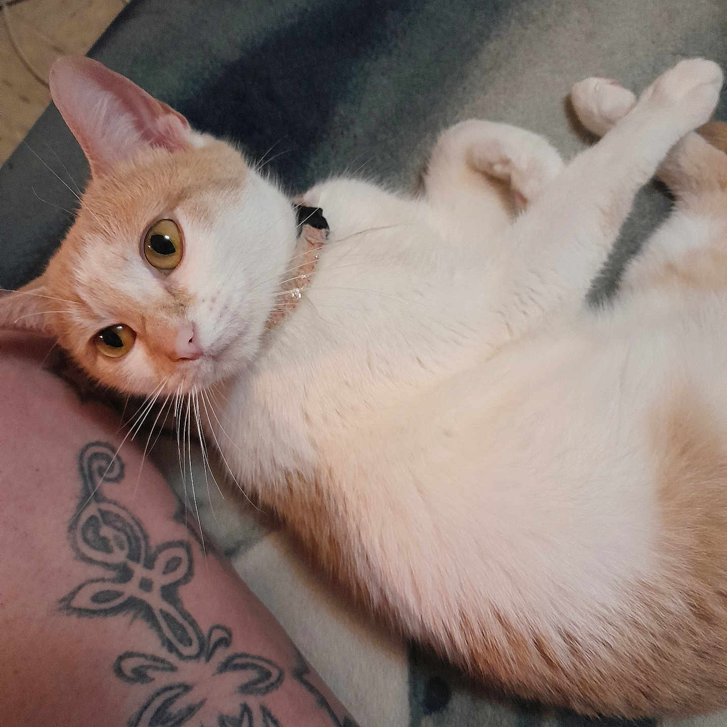 Baby Kitty joined the competition — help win amazing prizes! cat, animal, pet, indoor, relaxed, fur, whiskers, ear, floor, tattoo, leg, pattern, collar, orange, white, cute, domestic, portrait, looking, laying