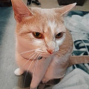 Baby Kitty joined the competition — help win amazing prizes! cat, indoor, pet, whiskers, ears, amber_eyes, blanket, furniture, slippers, floor, close_up, curious, pensive, animal, domestic, mammal, sitting, fur, collar, home