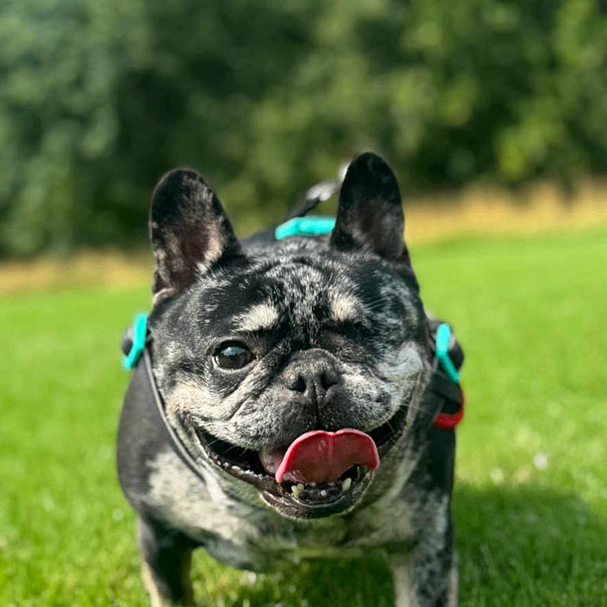 Maggie