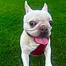 dog, french_bulldog, white_dog, tongue_out, happy, pet, grass, outdoor, canine, paw, denim, shorts, playful, leash, harness, close_up, animal, summer, nature, companion