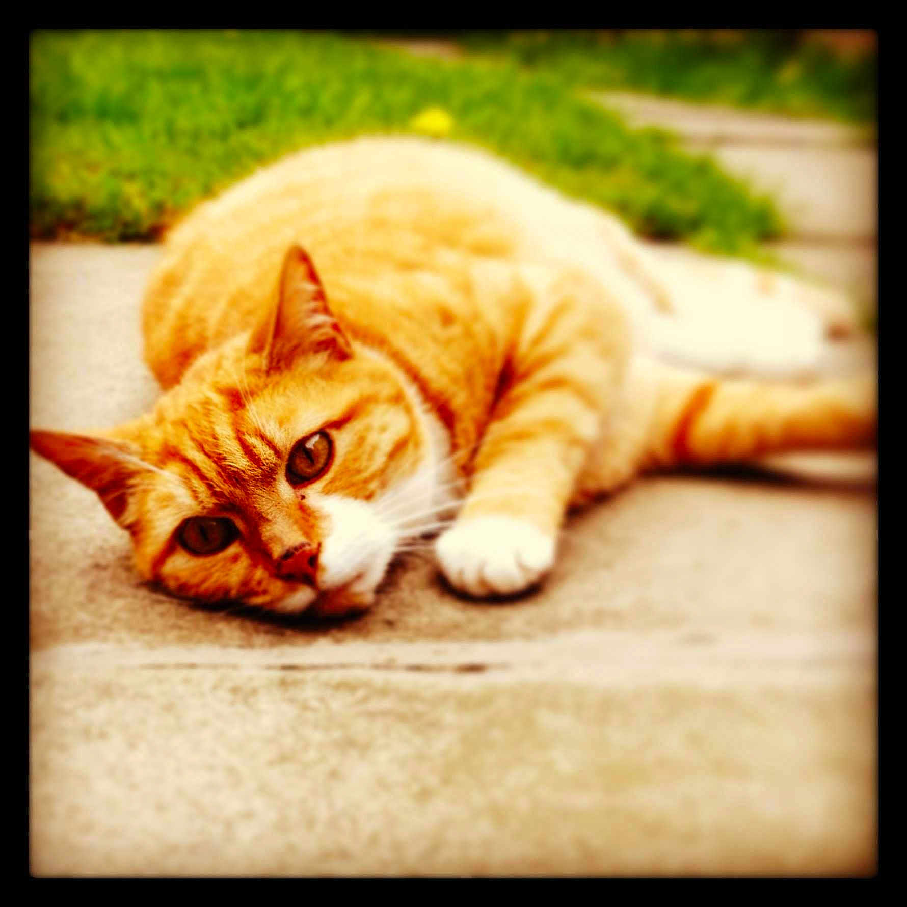 Max