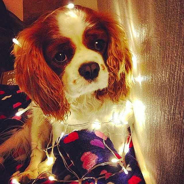 Chester is registered to the contest to win money with this photo: