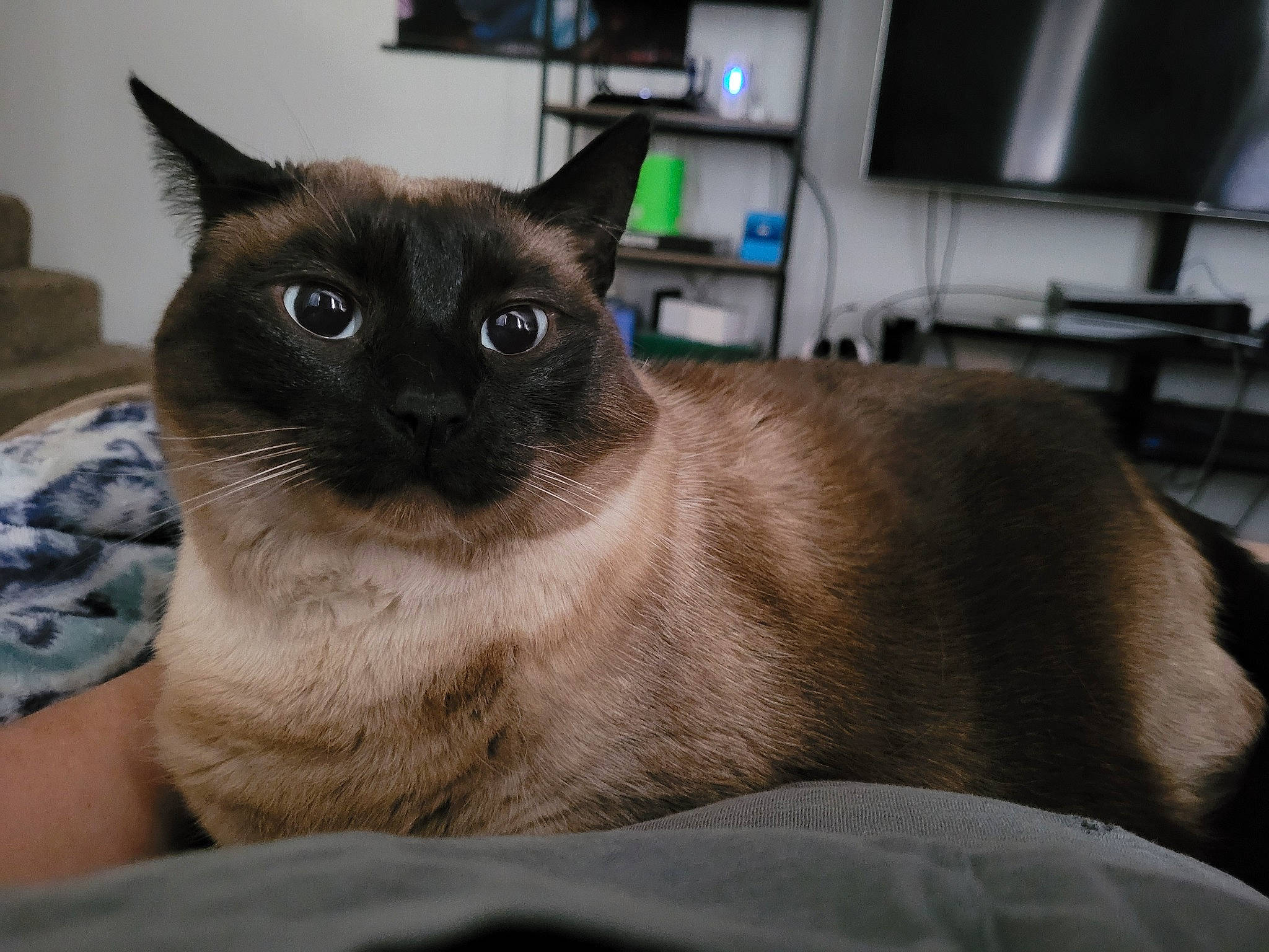 Artemis is registered to the contest to win money with this photo: balinese, carnivore, cat, comfort, domestic_short_haired_cat, fawn, felidae, fur, iris, kitchen_appliance, siamese, small_to_medium_sized_cats, snout, television, thai, whiskers