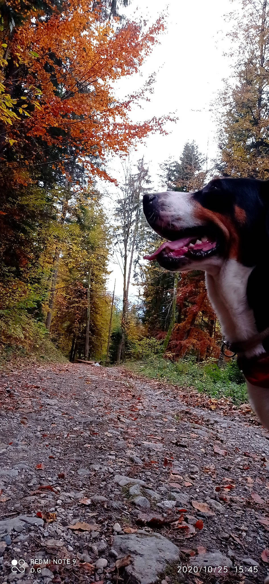 Maïka participe au concours pour gagner de l'argent avec cette photo : adventure, american_pit_bull_terrier, american_staffordshire_terrier, autumn, canidae, carnivore, dog, dog_breed, fawn, forest, hunting_dog, leaf, non_sporting_group, snout, sporting_group, trail, tree, woodland