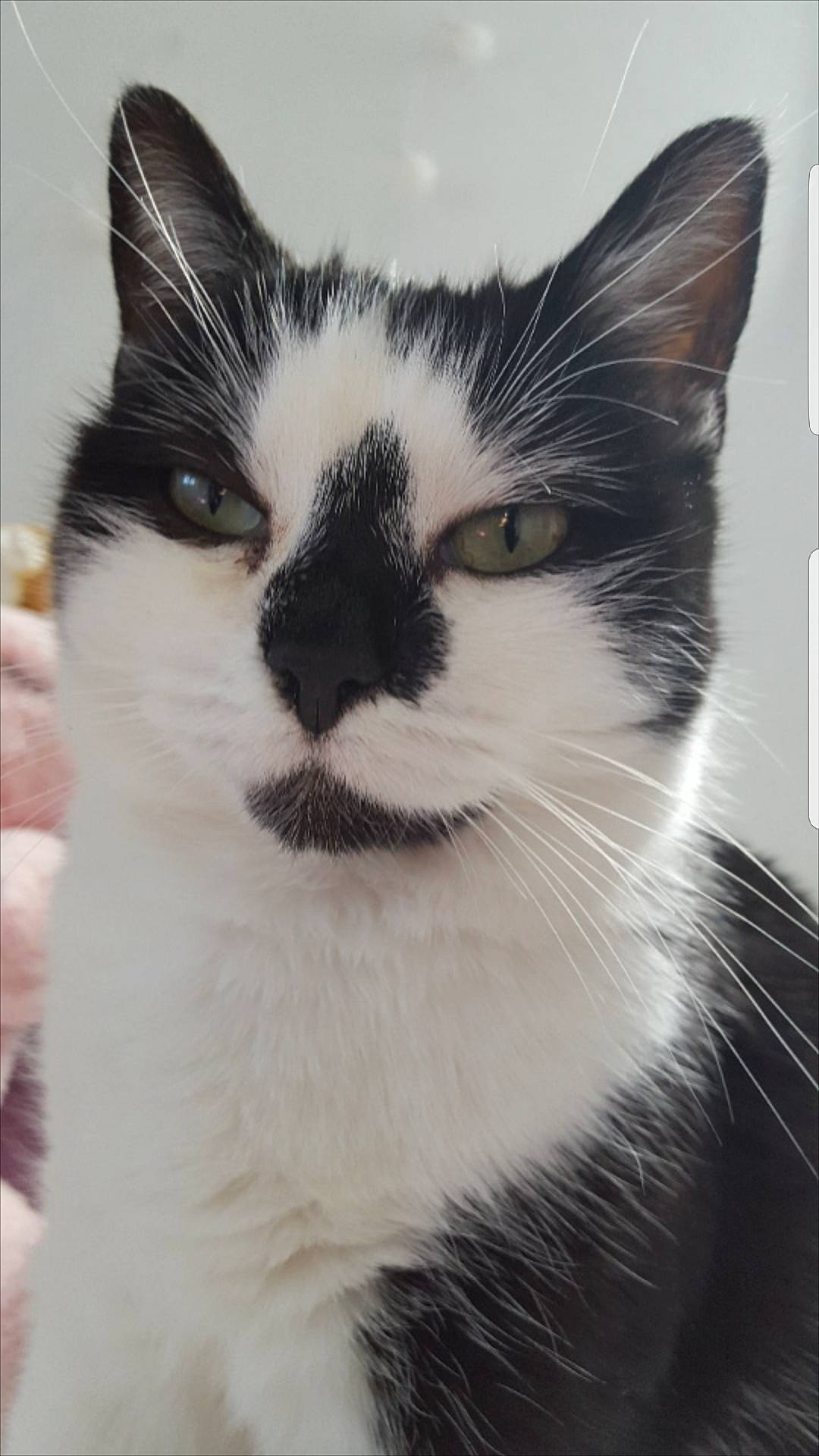 Minette a rejoint le concours — aidez-le/la à gagner de superbes lots ! carnivore, cat, domestic_short_haired_cat, eye, felidae, fur, iris, monochrome, monochrome_photography, paw, small_to_medium_sized_cats, snout, terrestrial_animal, tree, whiskers, window