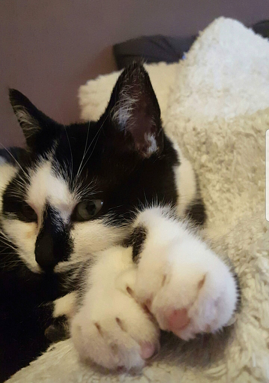 Minette participe au concours pour gagner de l'argent avec cette photo : carnivore, cat, claw, comfort, domestic_short_haired_cat, eye, felidae, foot, fur, hair, head, human_body, human_leg, leg, nap, paw, small_to_medium_sized_cats, snout, tail, whiskers