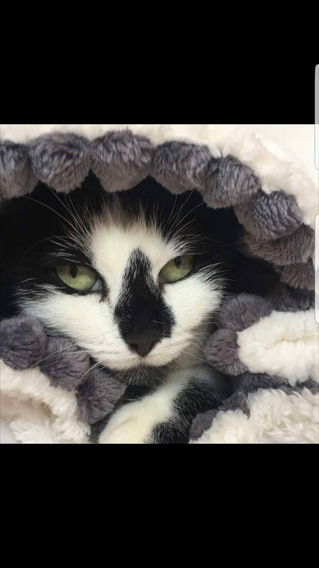 Minette participe au concours pour gagner de l'argent avec cette photo : art, carnivore, cat, claw, comfort, domestic_short_haired_cat, felidae, fur, monochrome_photography, nap, pattern, paw, photo_caption, plant, small_to_medium_sized_cats, snout, square, tail, terrestrial_animal, whiskers