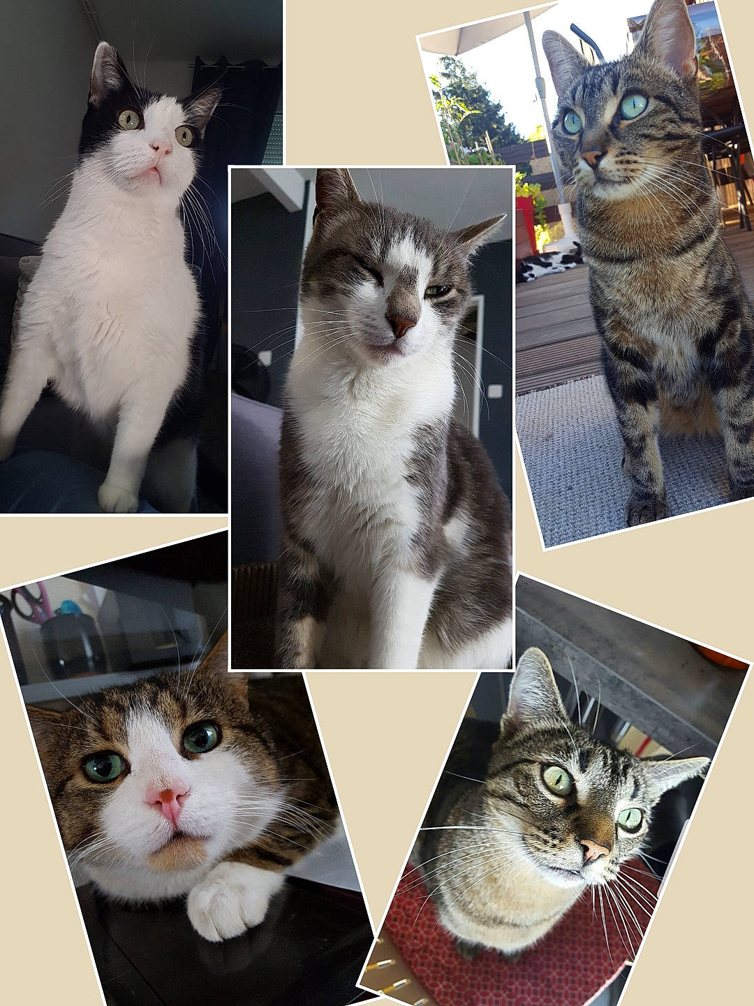 Mimi participe au concours pour gagner de l'argent avec cette photo : beauty, carnivore, cat, facial_expression, felidae, fur, internet_meme, iris, mammal, organ, organism, photo_caption, photograph, small_to_medium_sized_cats, snapshot, snout, vertebrate, whiskers, white, window