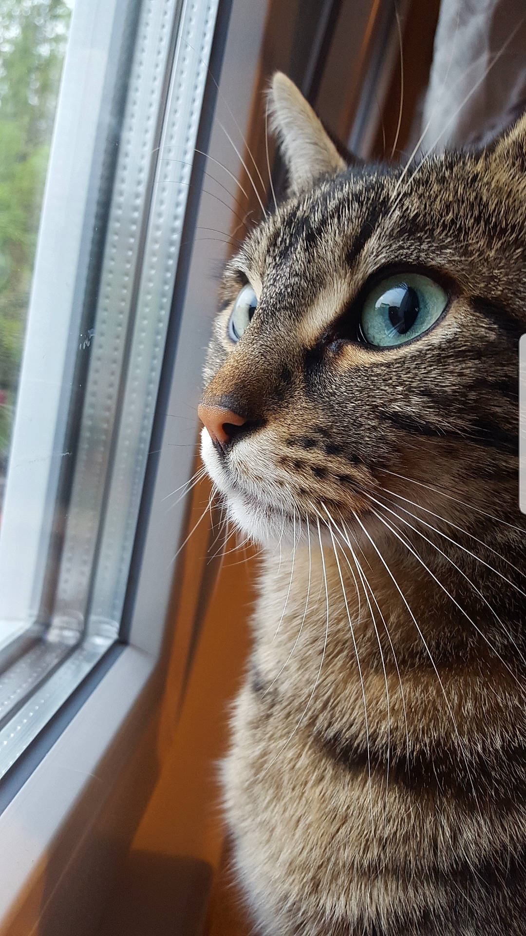 Mimi participe au concours pour gagner de l'argent avec cette photo : carnivore, cat, domestic_short_haired_cat, felidae, fur, small_to_medium_sized_cats, snout, terrestrial_animal, whiskers, window