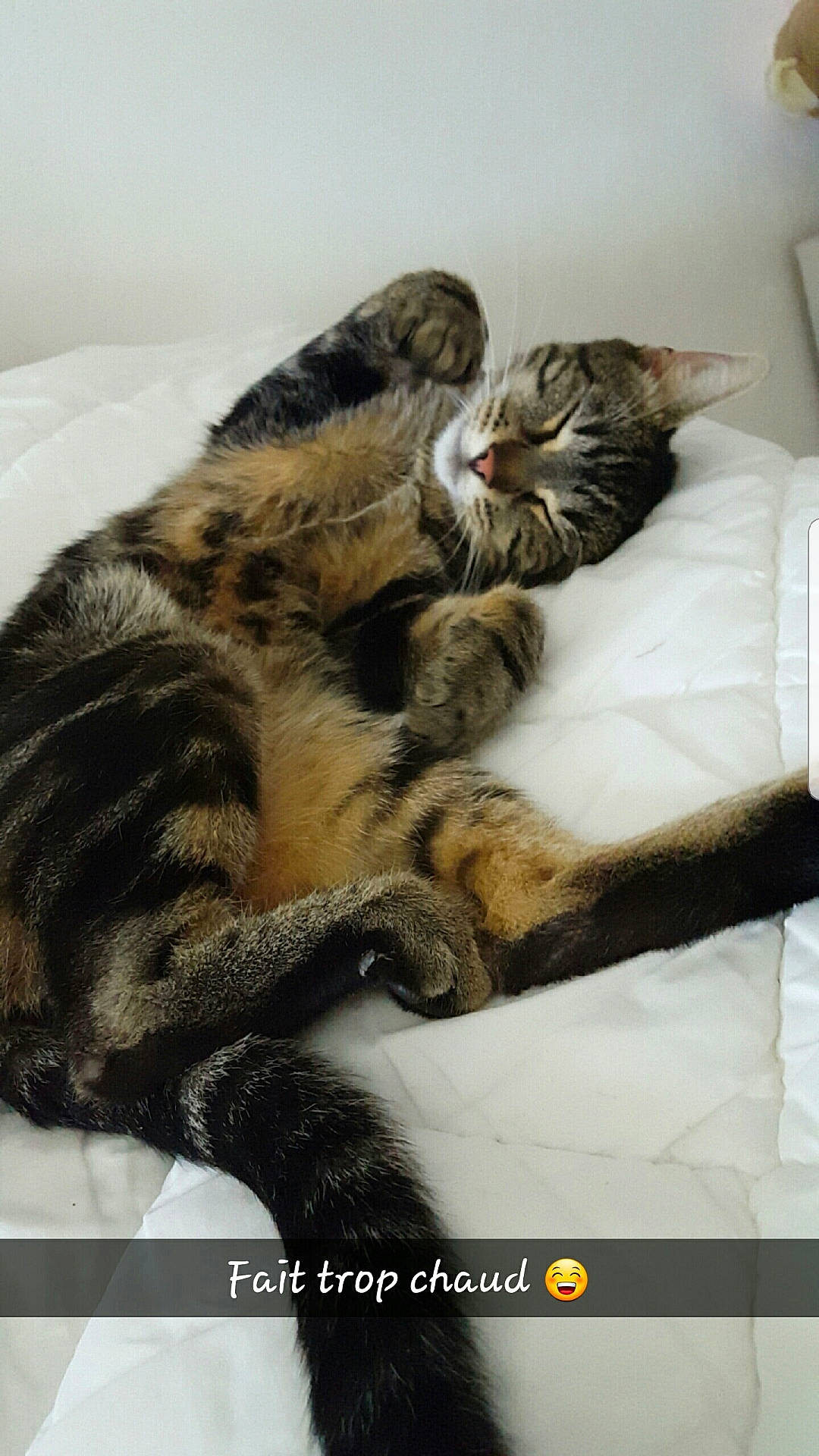 Mimi participe au concours pour gagner de l'argent avec cette photo : carnivore, cat, claw, comfort, domestic_short_haired_cat, felidae, fur, grey, nap, paw, sleep, small_to_medium_sized_cats, snout, tail, terrestrial_animal, whiskers