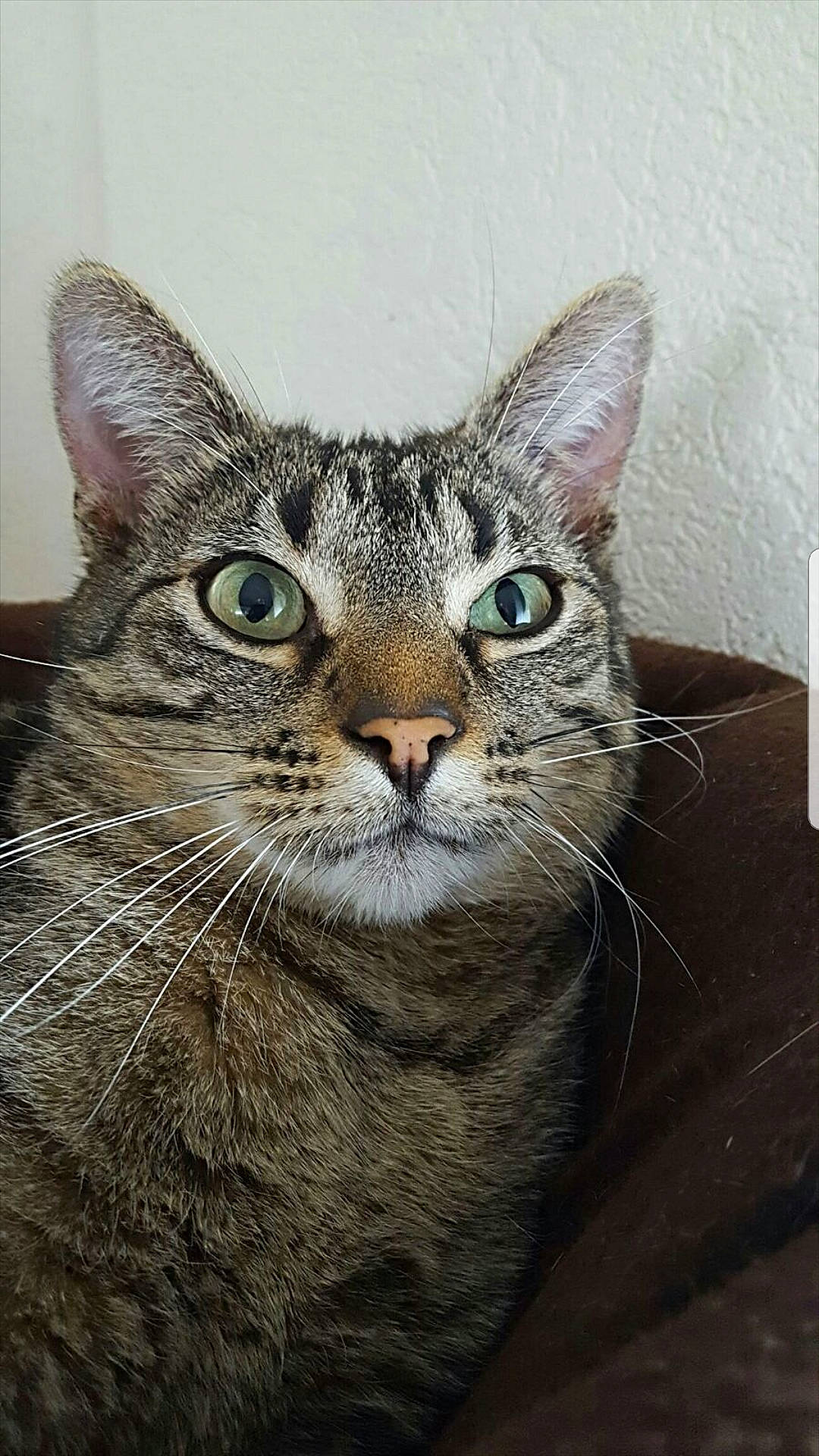 Minoche participe au concours pour gagner de l'argent avec cette photo : art, carnivore, cat, domestic_short_haired_cat, felidae, fur, small_to_medium_sized_cats, snout, terrestrial_animal, whiskers, wildlife, window