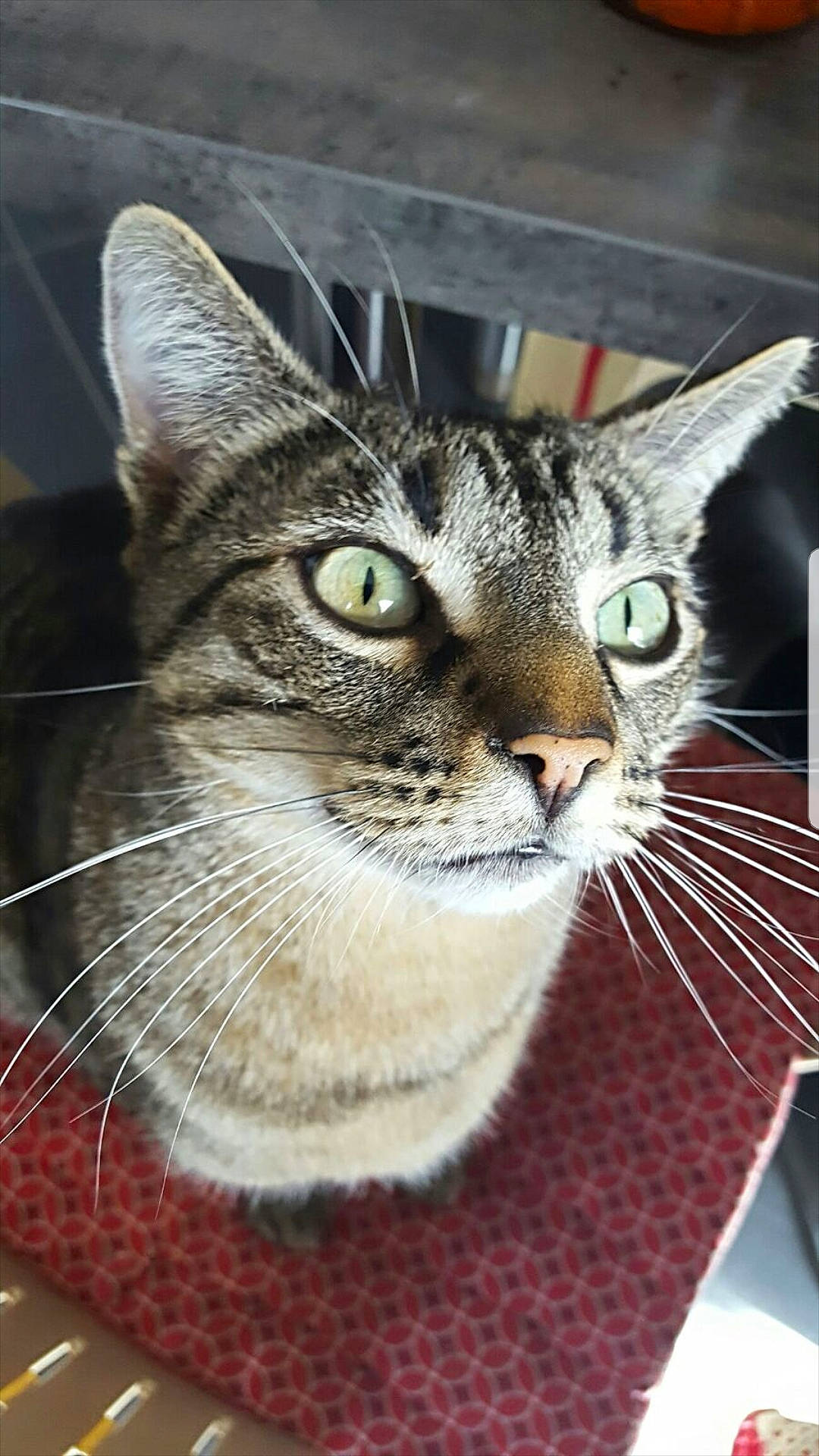 Minoche participe au concours pour gagner de l'argent avec cette photo : carnivore, cat, domestic_short_haired_cat, felidae, fur, grass, iris, small_to_medium_sized_cats, snout, terrestrial_animal, tree, whiskers, wildlife, window