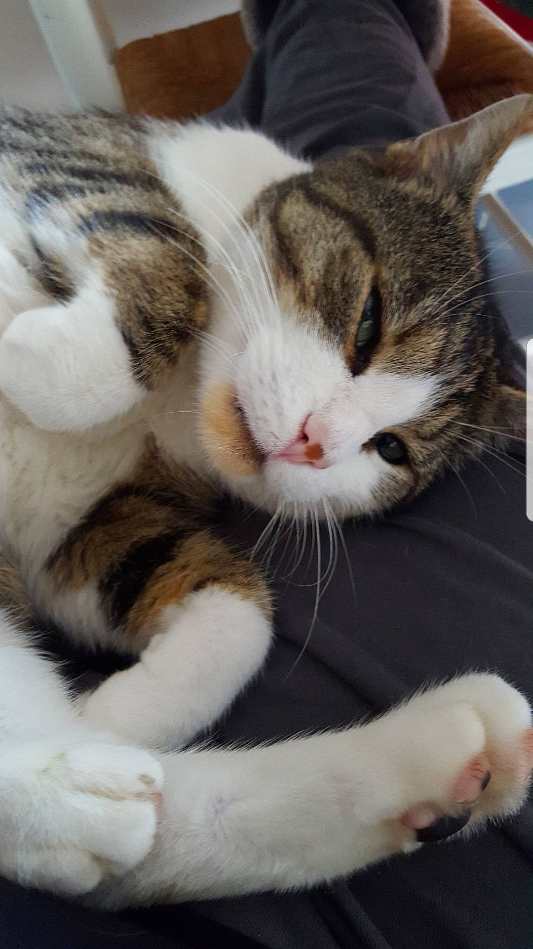 Pacha participe au concours pour gagner de l'argent avec cette photo : carnivore, cat, claw, comfort, domestic_short_haired_cat, felidae, fur, mammal, nap, paw, sleep, small_to_medium_sized_cats, snout, tail, terrestrial_animal, whiskers