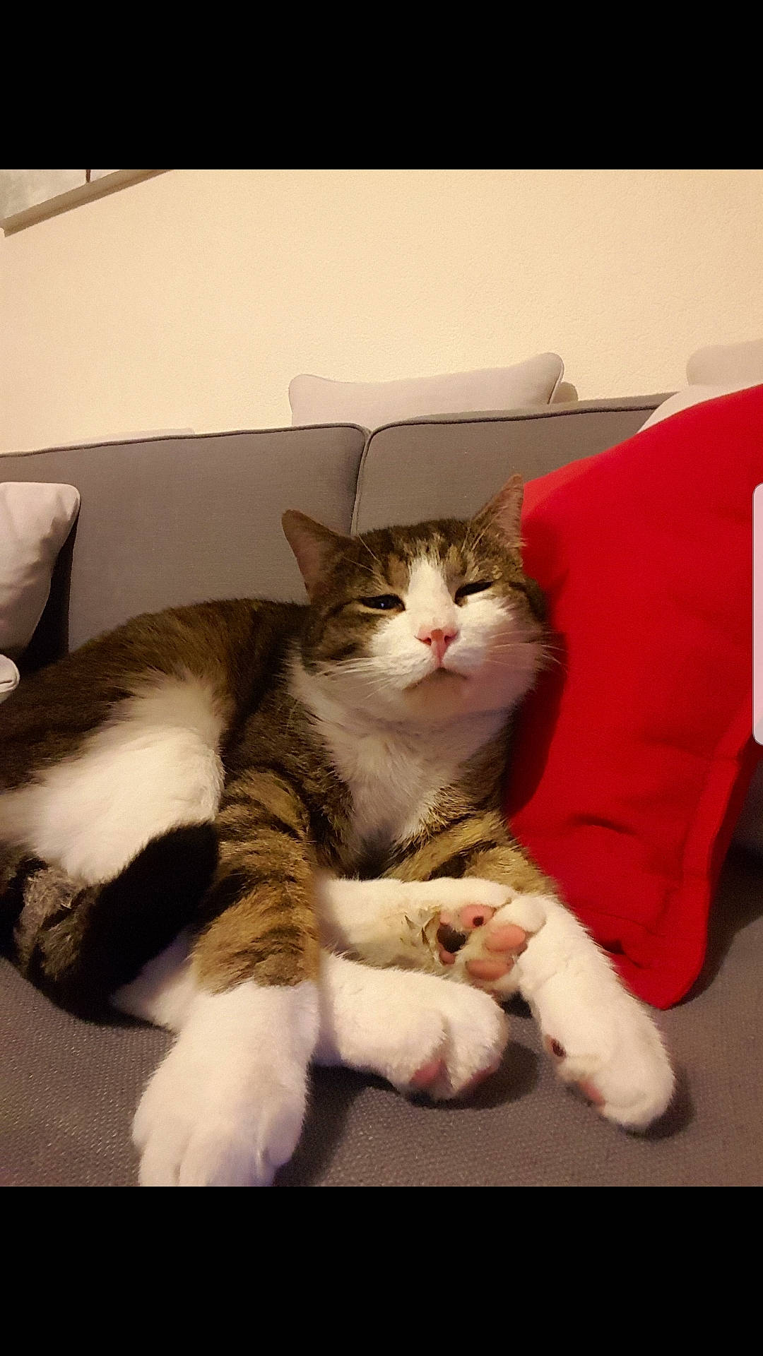 Pacha a rejoint le concours — aidez-le/la à gagner de superbes lots ! carnivore, cat, claw, comfort, couch, domestic_short_haired_cat, felidae, foot, fur, linens, paw, sitting, small_to_medium_sized_cats, tail, whiskers