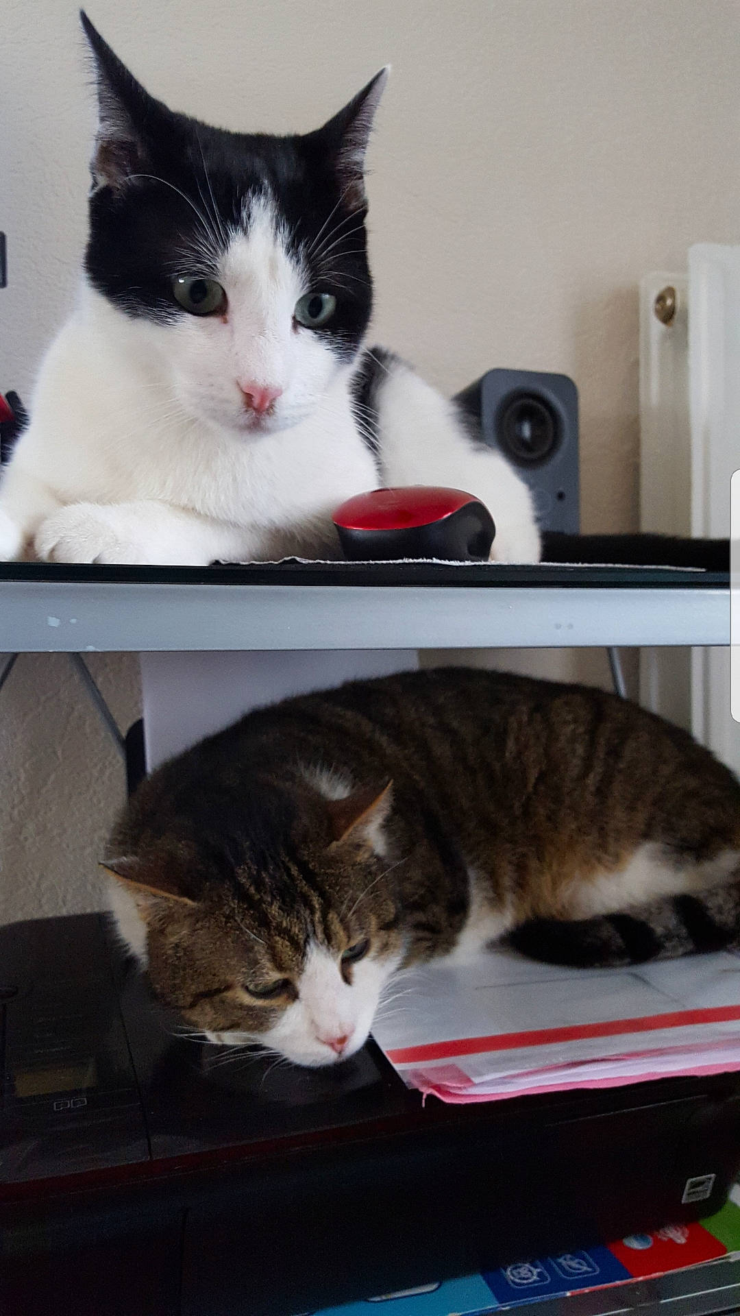 Pacha a rejoint le concours — aidez-le/la à gagner de superbes lots ! box, carnivore, cat, comfort, domestic_short_haired_cat, felidae, fur, mammal, paw, pet_supply, small_to_medium_sized_cats, tail, tree, vertebrate, whiskers, white, window