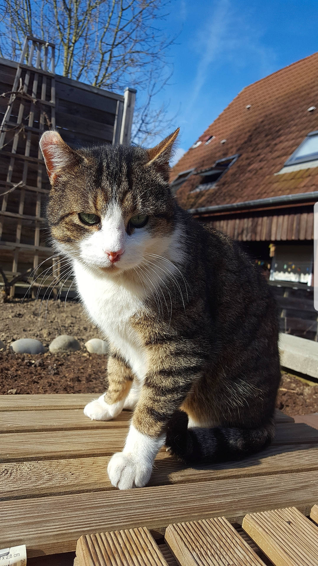 Pacha participe au concours pour gagner de l'argent avec cette photo : carnivore, cat, claw, domestic_short_haired_cat, felidae, fur, grass, paw, plant, sitting, sky, small_to_medium_sized_cats, snout, tail, terrestrial_animal, tree, whiskers, window, wood