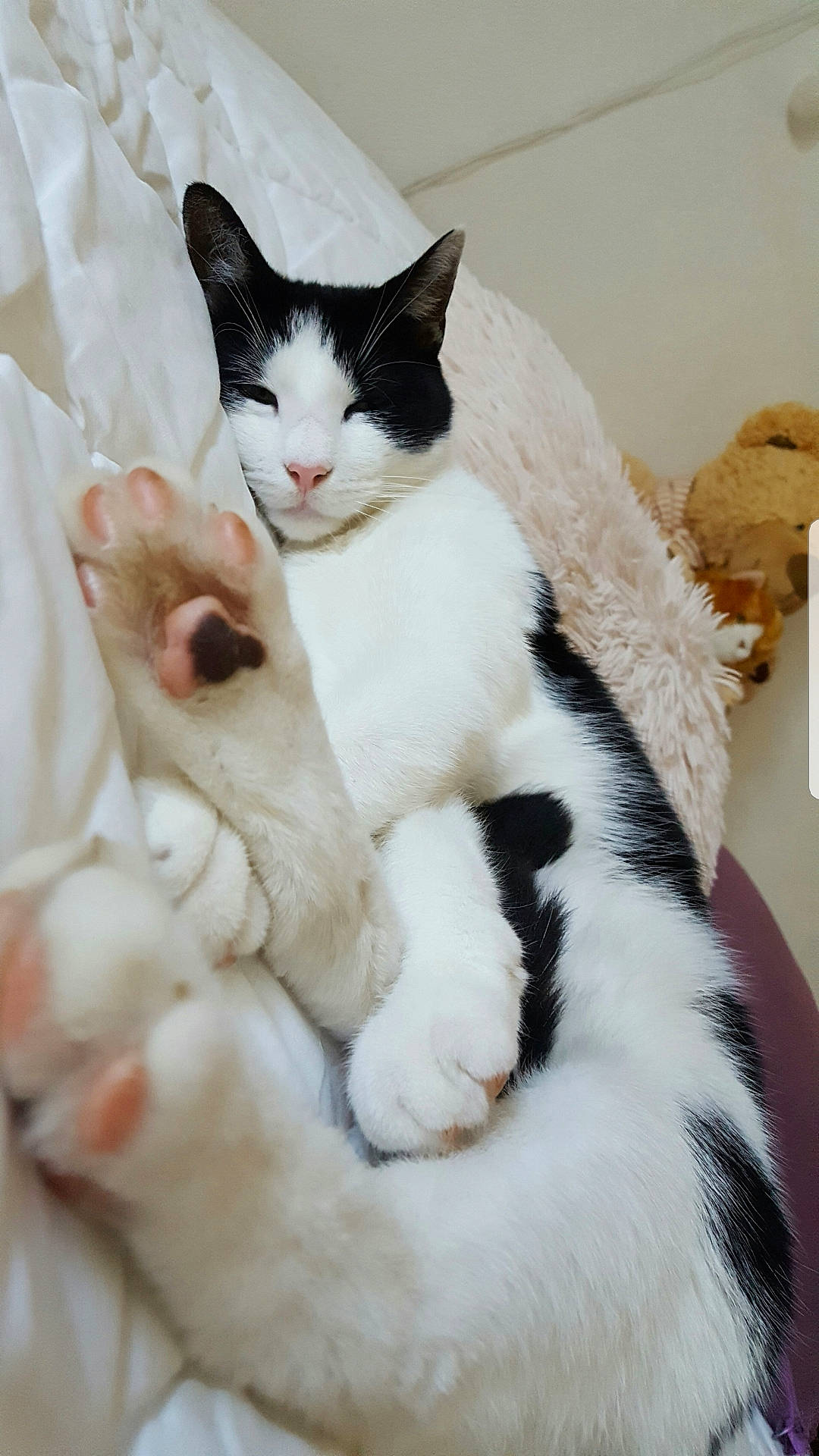 Ponky participe au concours pour gagner de l'argent avec cette photo : carnivore, cat, claw, comfort, domestic_short_haired_cat, felidae, formal_wear, fur, paw, small_to_medium_sized_cats, snout, tail, whiskers