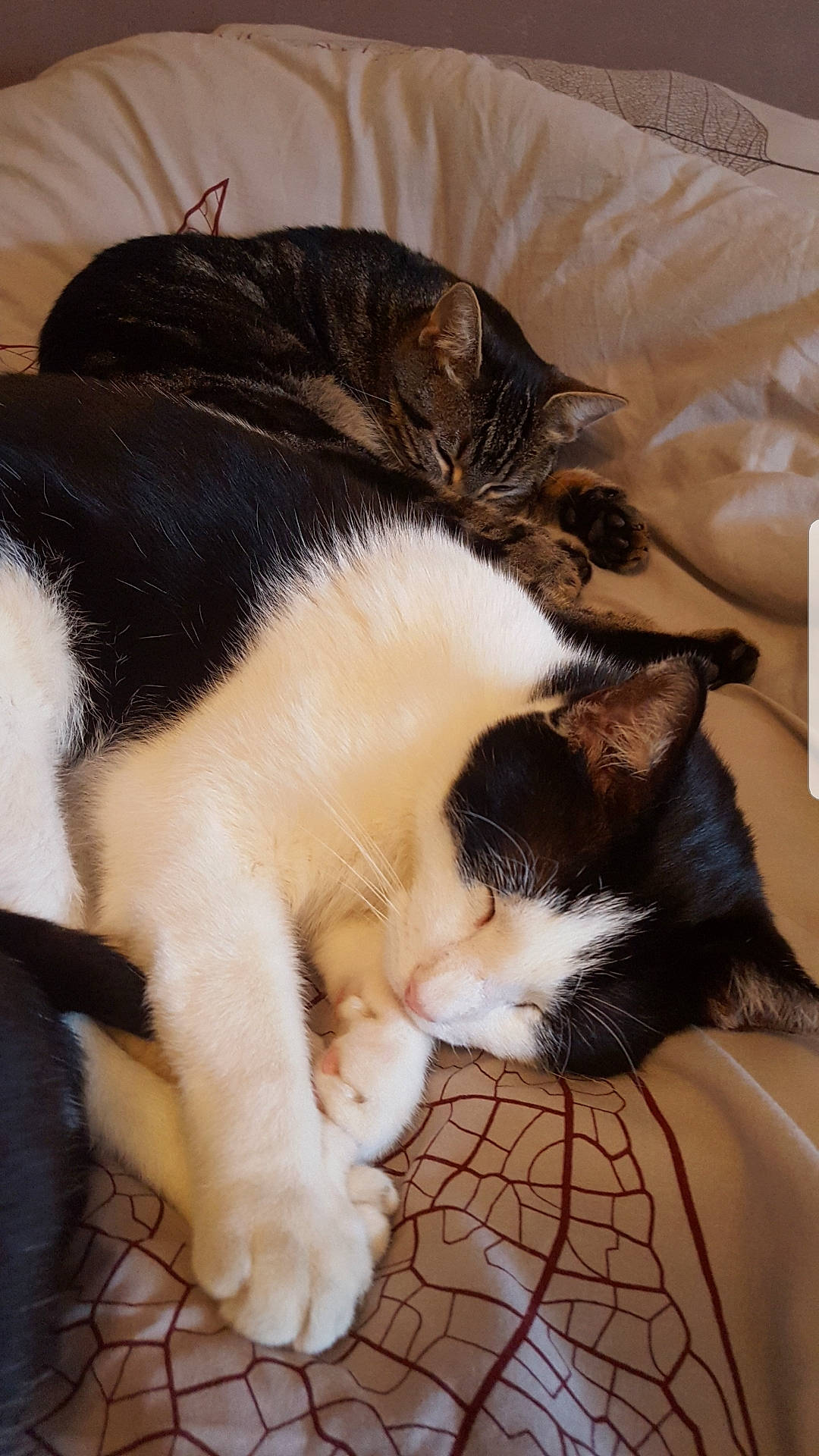 Ponky participe au concours pour gagner de l'argent avec cette photo : carnivore, cat, claw, comfort, companion_dog, domestic_short_haired_cat, felidae, flooring, foot, fur, lap, nap, paw, sleep, small_to_medium_sized_cats, snout, tail, vertebrate, whiskers, wood