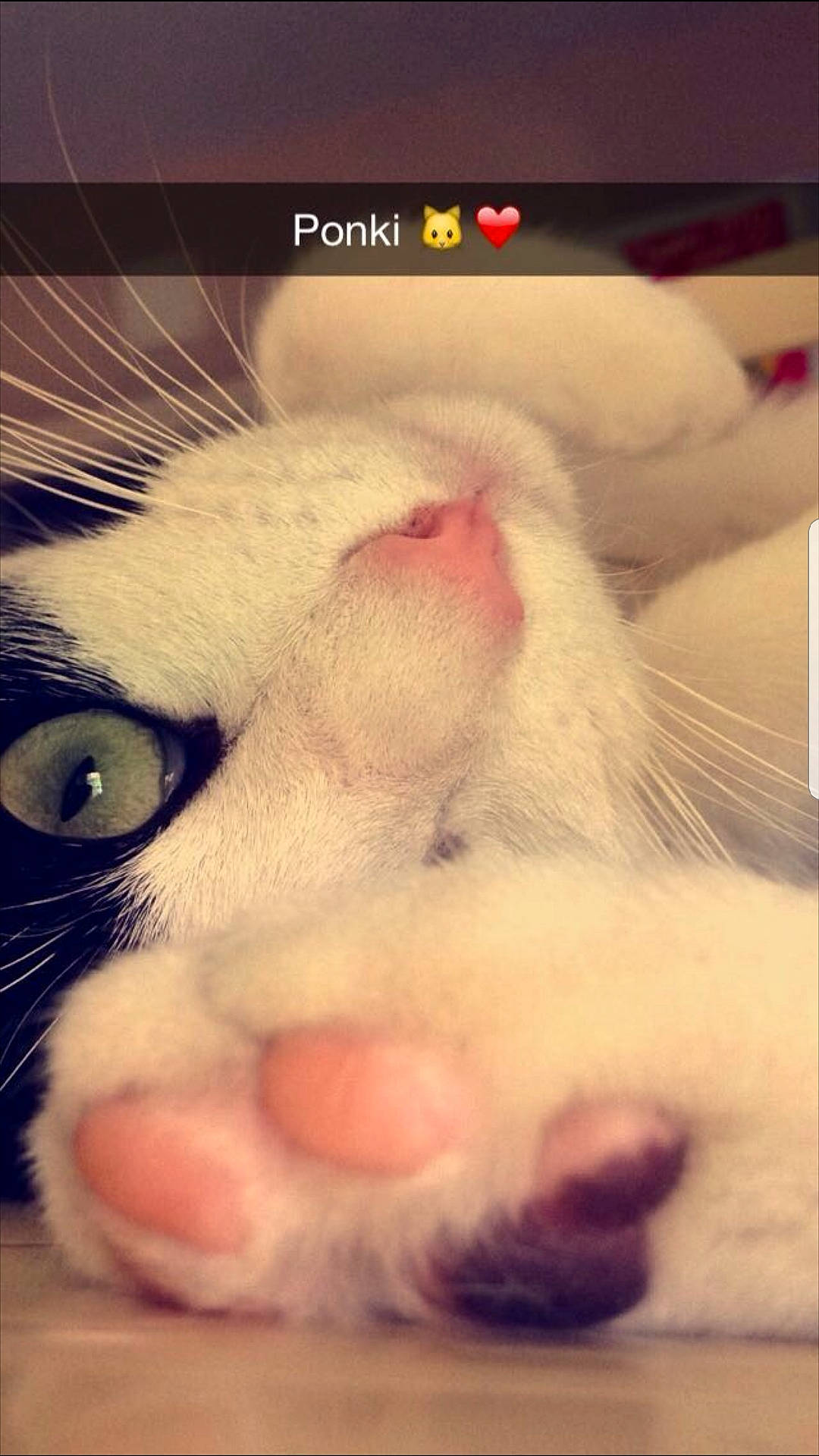 Ponky participe au concours pour gagner de l'argent avec cette photo : carnivore, cat, close_up, eye, eyelash, fang, fawn, felidae, fur, head, iris, leg, mammal, nose, paw, small_to_medium_sized_cats, snout, textile, vertebrate, whiskers