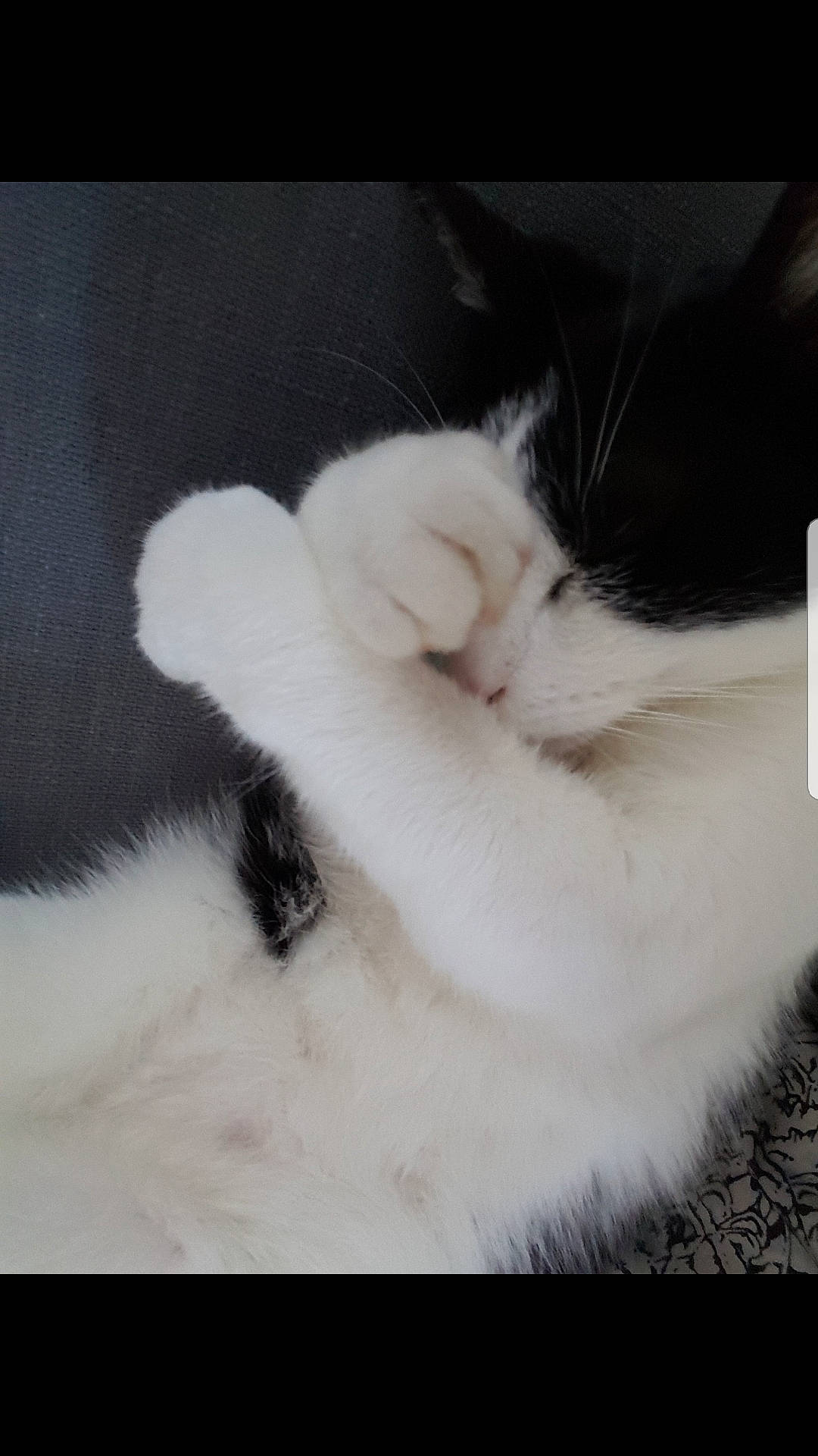 Ponky participe au concours pour gagner de l'argent avec cette photo : carnivore, cat, claw, cloud, comfort, domestic_short_haired_cat, felidae, fur, monochrome, monochrome_photography, paw, small_to_medium_sized_cats, snout, tail, whiskers