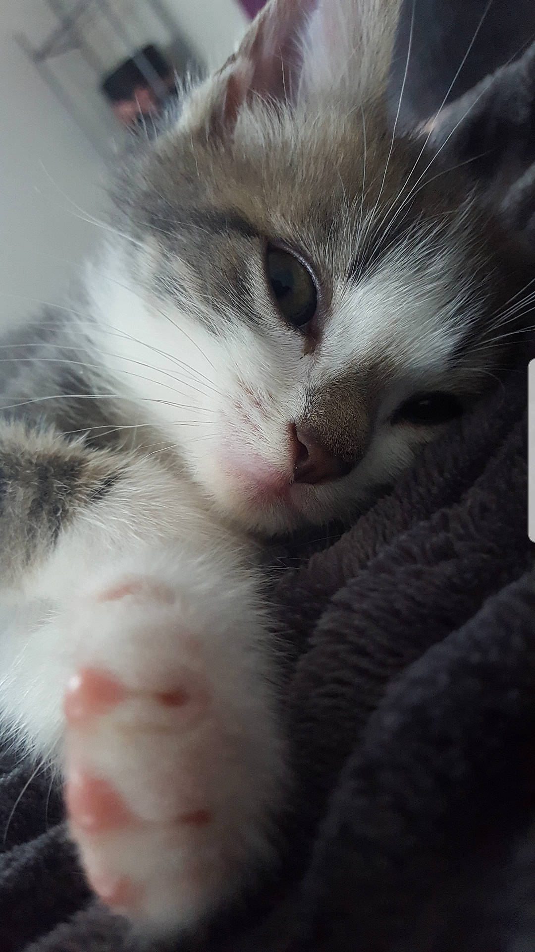 Floky a rejoint le concours — aidez-le/la à gagner de superbes lots ! carnivore, cat, claw, comfort, domestic_short_haired_cat, felidae, fur, nap, paw, sleep, small_to_medium_sized_cats, snout, tail, whiskers