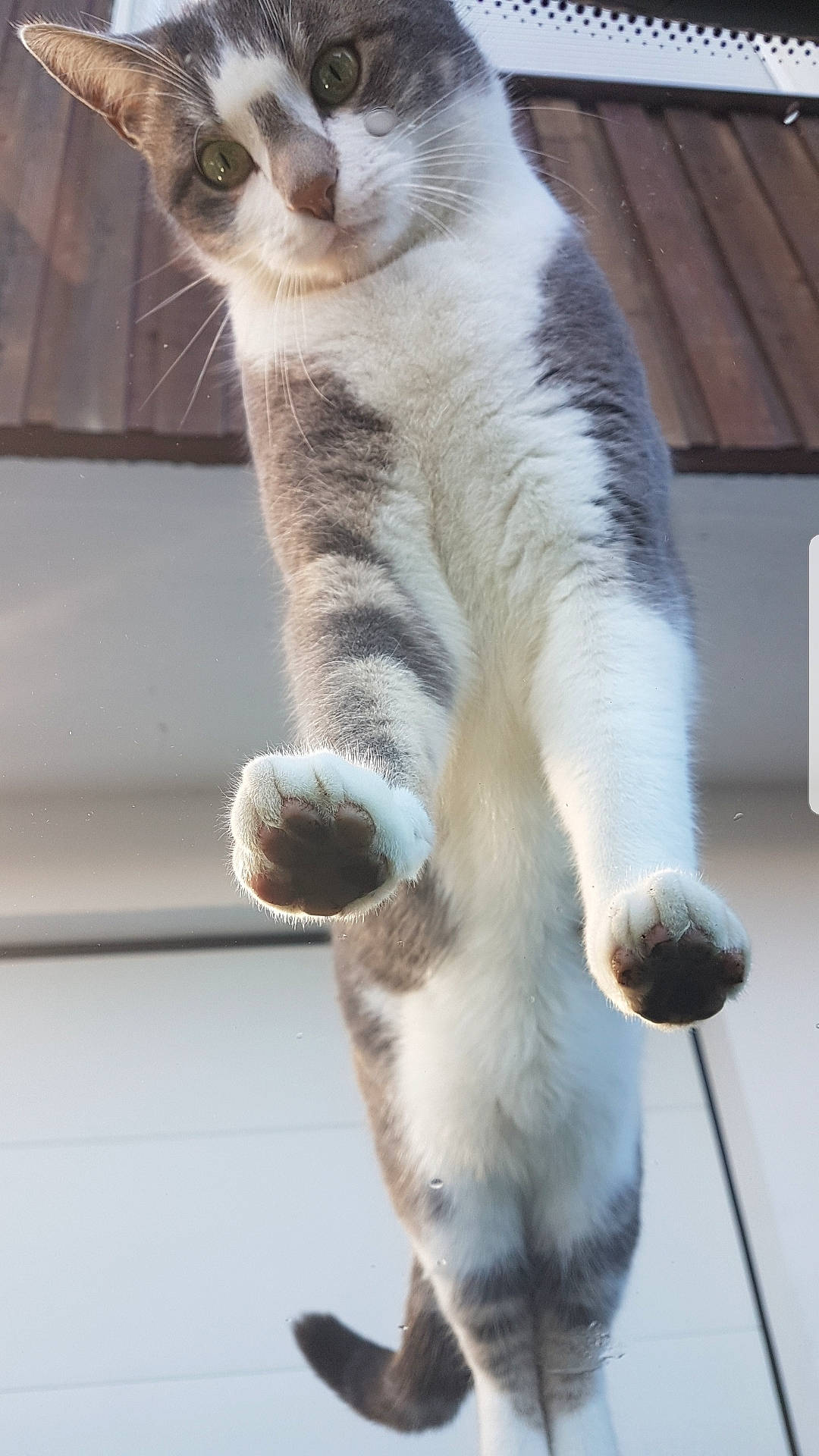 Floky a rejoint le concours — aidez-le/la à gagner de superbes lots ! carnivore, cat, cat_supply, claw, domestic_short_haired_cat, fawn, felidae, foot, fur, paw, small_to_medium_sized_cats, snout, tail, terrestrial_animal, whiskers