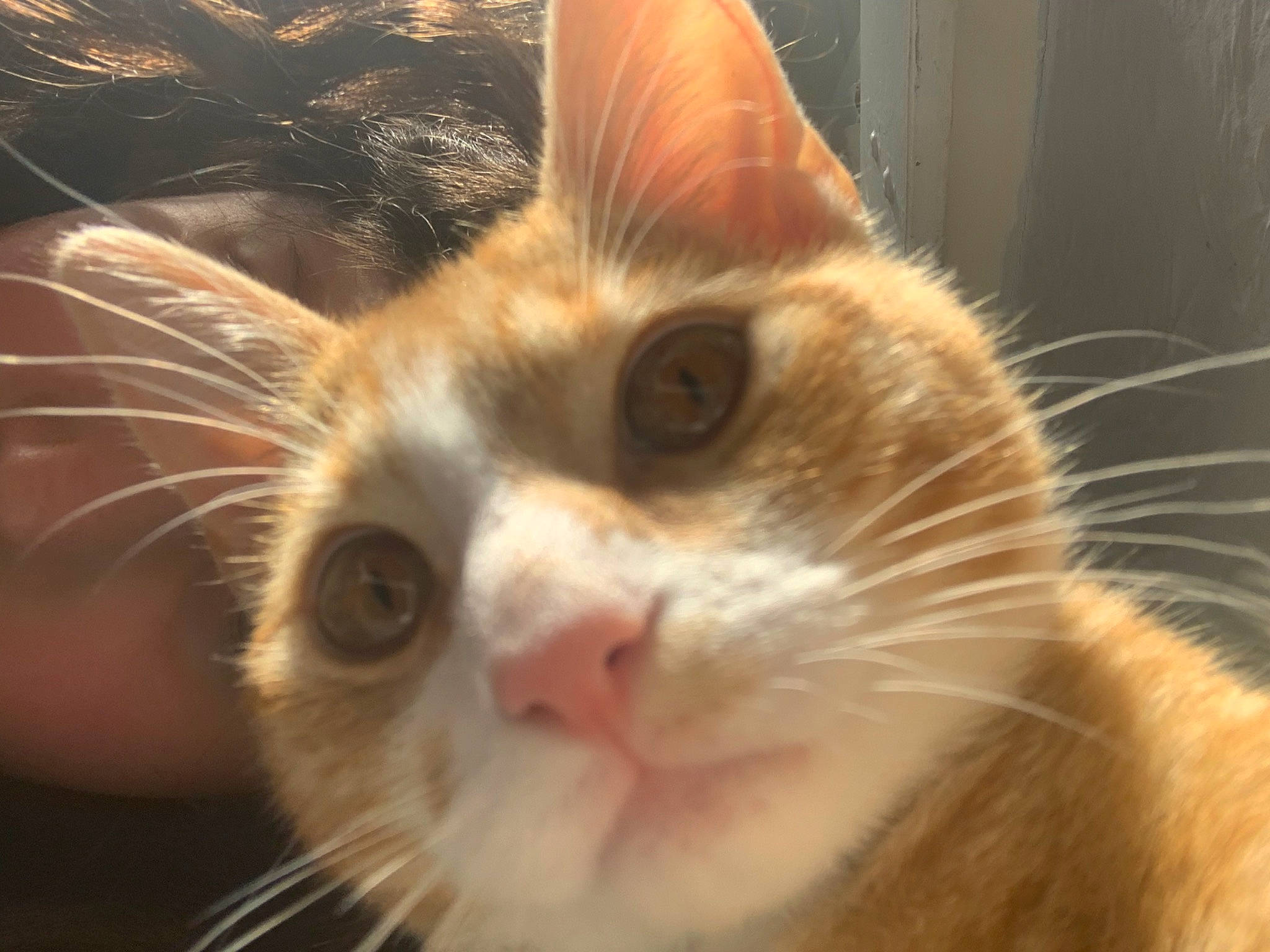 Esme joined the competition — help win amazing prizes! carnivore, cat, domestic_short_haired_cat, eye, fawn, felidae, fur, hair, head, human_body, iris, macro_photography, small_to_medium_sized_cats, snout, whiskers, window, wood