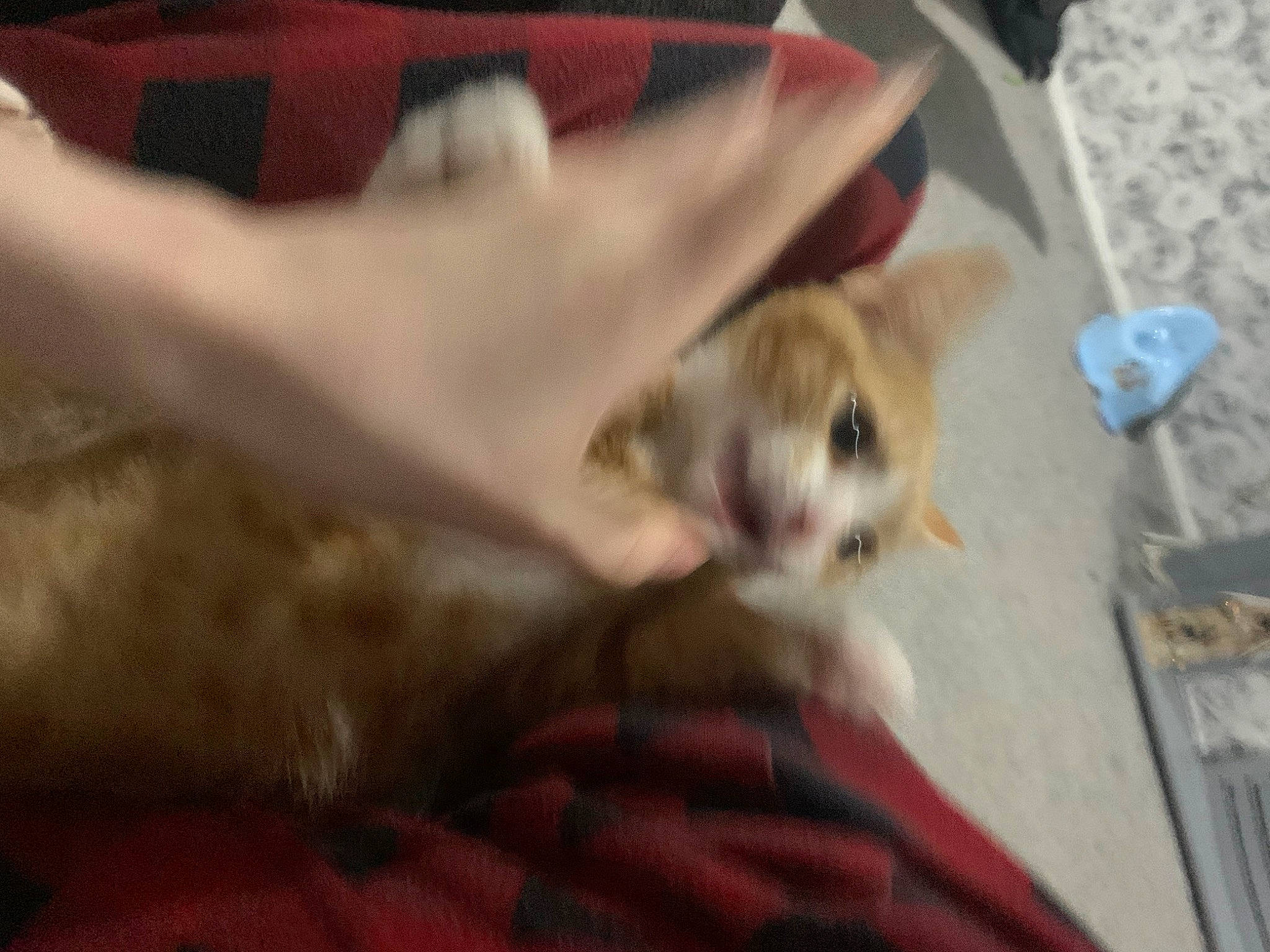 Esme joined the competition — help win amazing prizes! canidae, carnivore, cat, comfort, dog_breed, domestic_short_haired_cat, fawn, felidae, fur, paw, small_to_medium_sized_cats, tail, whiskers, wood