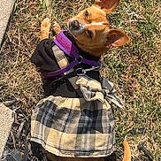 Buttercup joined the competition — help win amazing prizes! dog, small_dog, plaid_dress, purple_harness, grass, mulch, outdoor, pet, animal, leash, brown_dog, cute, canine, looking_back, ear_up, daylight, casual, fashion, pet_clothing, nature