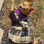 dog, small_dog, plaid_dress, purple_harness, grass, mulch, outdoor, pet, animal, leash, brown_dog, cute, canine, looking_back, ear_up, daylight, casual, fashion, pet_clothing, nature