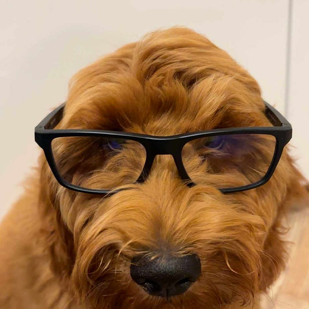 Arthur is registered to the contest to win money with this photo: accessories, animal, canine, cockerspaniel, dog, face, glasses, goggles, hardwood, head, person, pet, photography, portrait, puppy, snout, stainedwood, sunglasses, terrier, wood