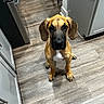 dog, puppy, sitting, portrait, floppy_ears, brown_fur, black_muzzle, white_chest, indoors, kitchen, floor, wood_floor, cabinets, appliances, home, centered, looking_at_camera, pet, animal, photography