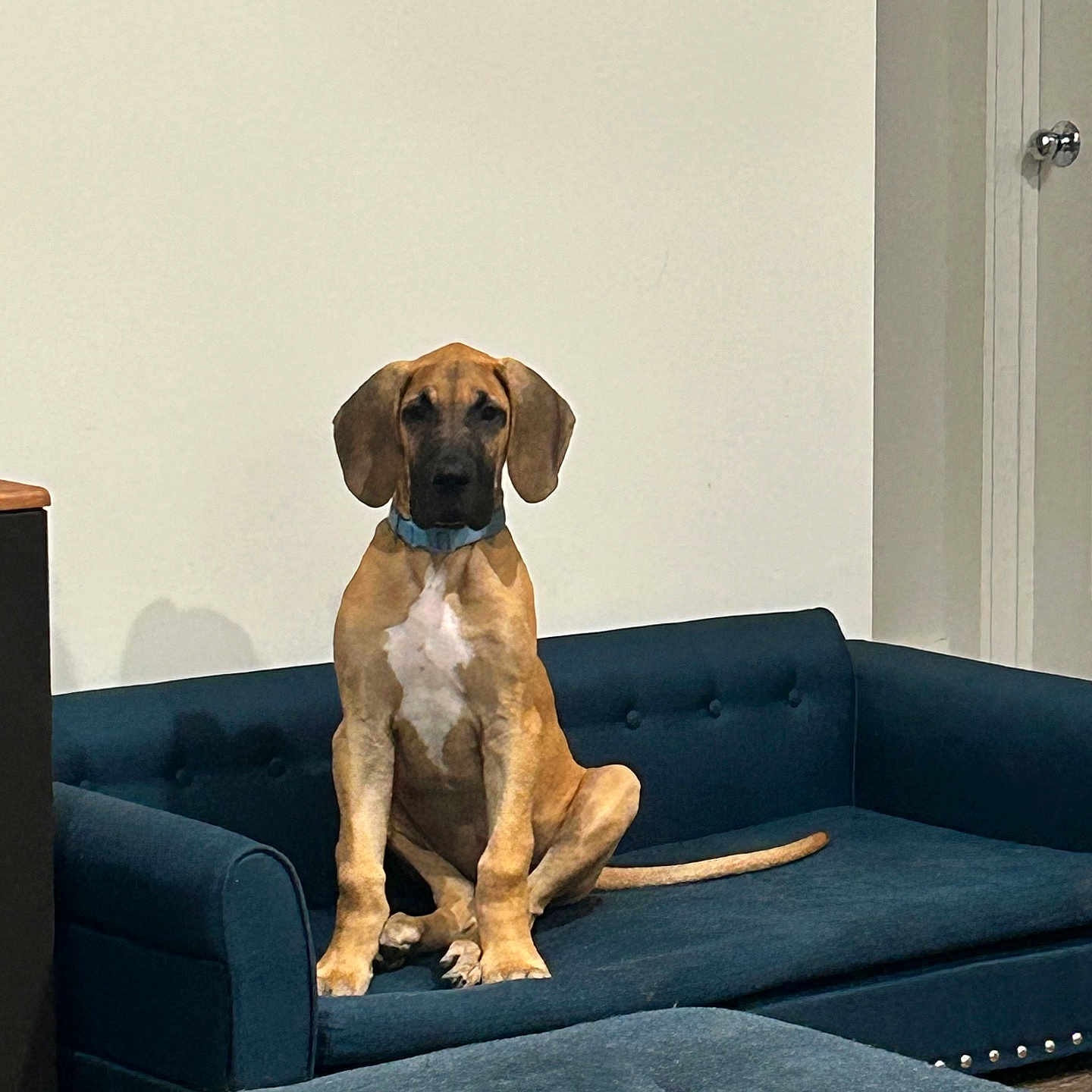 Scooby