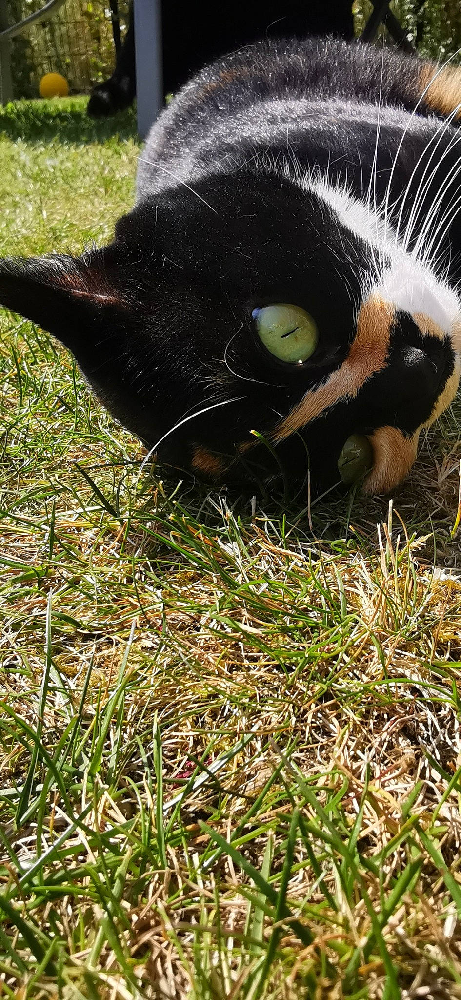 Chaussette a rejoint le concours — aidez-le/la à gagner de superbes lots ! black_cat, carnivore, cat, dog_breed, domestic_short_haired_cat, eye, felidae, fur, grass, groundcover, herbaceous_plant, plant, small_to_medium_sized_cats, snout, tail, terrestrial_animal, whiskers, wildlife, working_animal