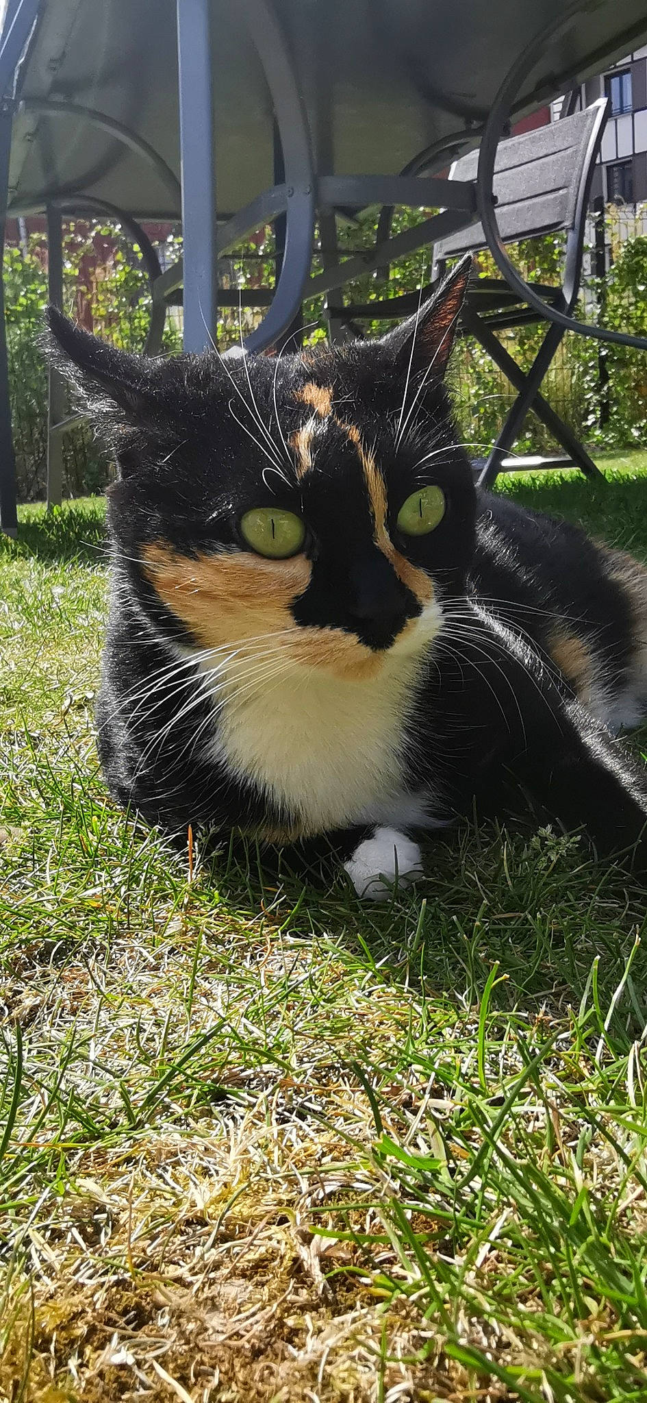 Chaussette participe au concours pour gagner de l'argent avec cette photo : black_cat, carnivore, cat, domestic_short_haired_cat, eye, felidae, fur, garden, grass, groundcover, herb, iris, plant, small_to_medium_sized_cats, snout, tail, terrestrial_animal, tree, whiskers, wildlife
