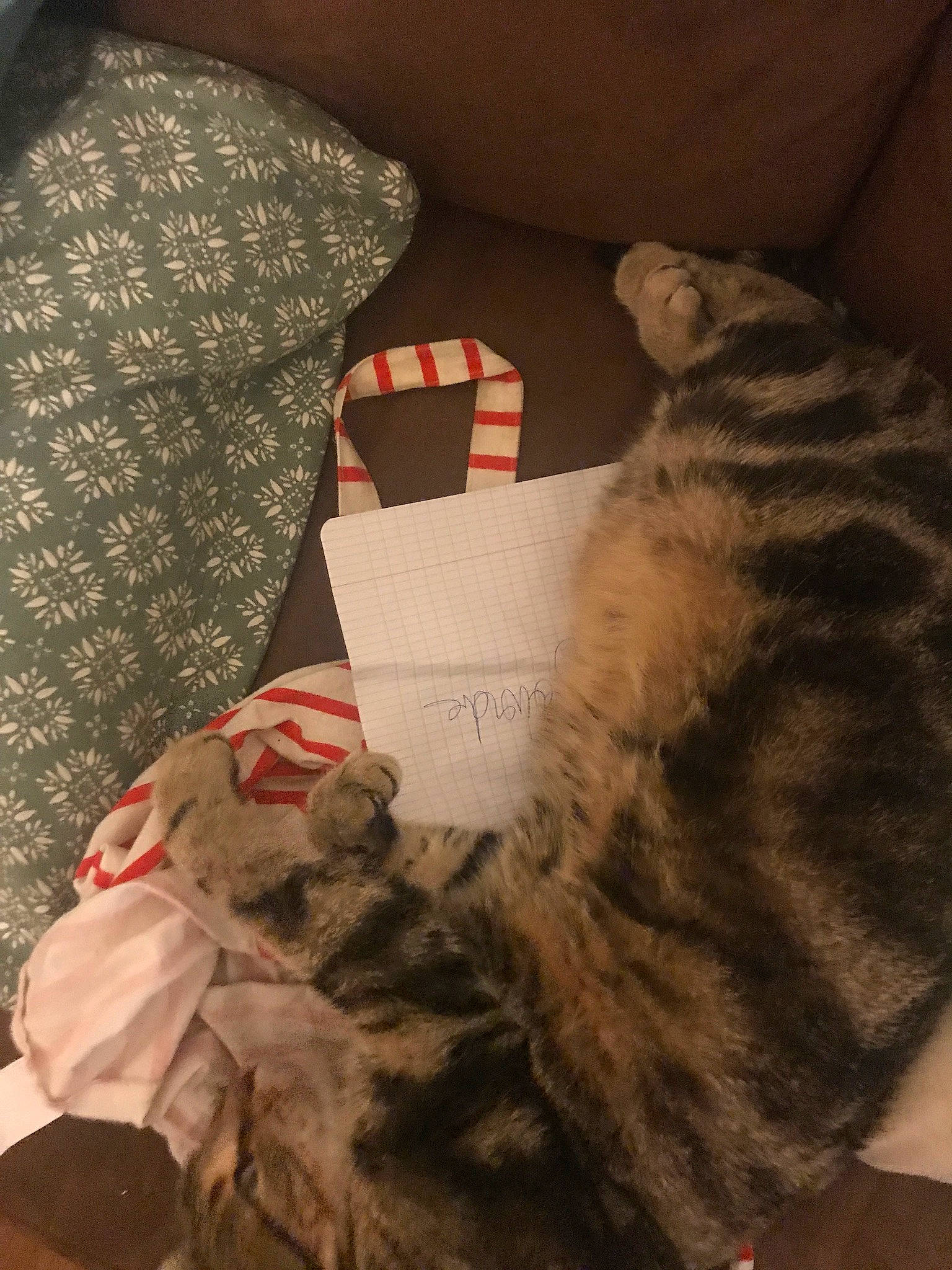 Pito a rejoint le concours — aidez-le/la à gagner de superbes lots ! bedding, carmine, carnivore, cat, comfort, couch, domestic_short_haired_cat, felidae, fur, grey, human_leg, linens, pillow, small_to_medium_sized_cats, stuffed_toy, tail, textile, toy, whiskers, wool