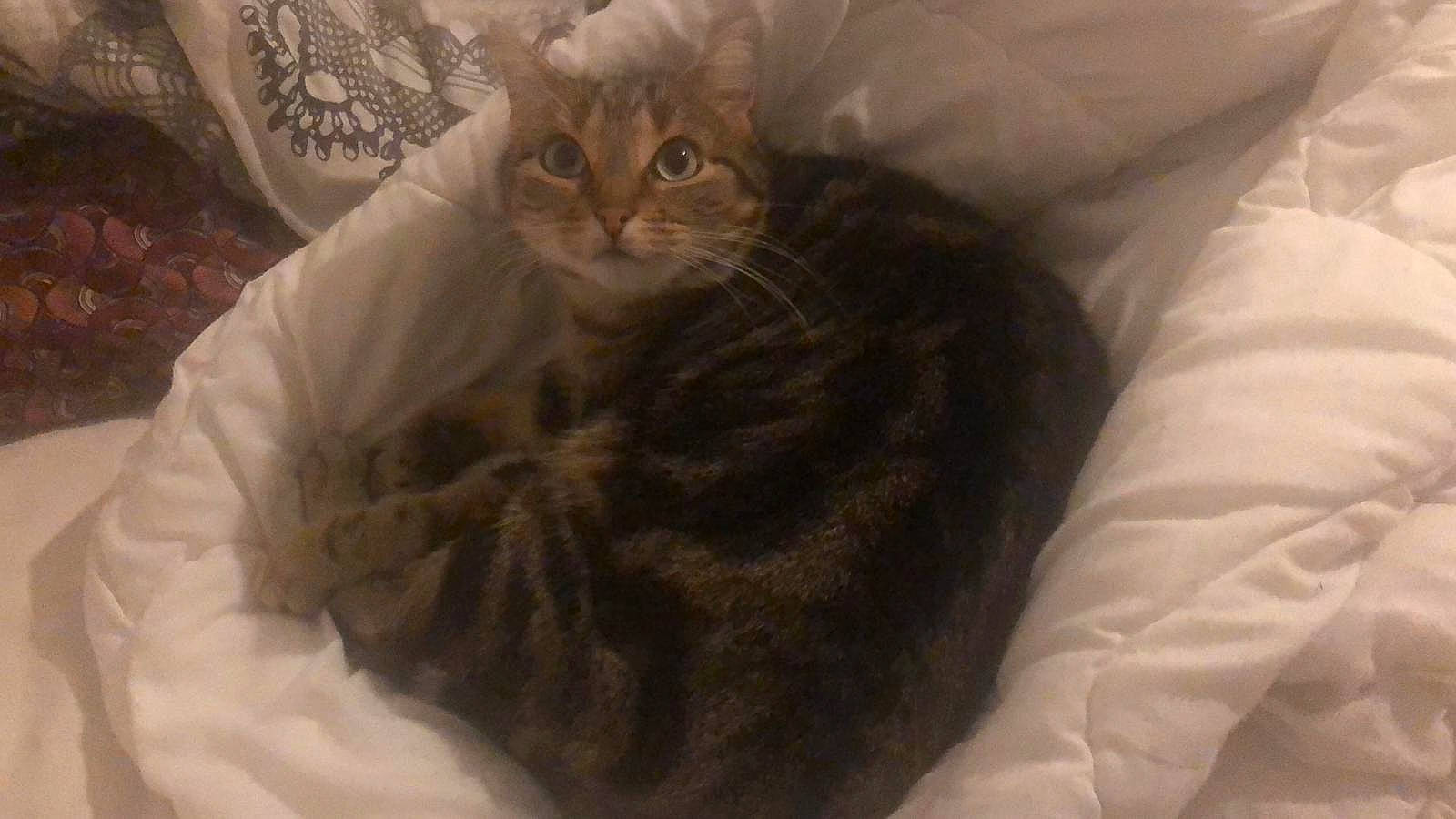 Pito participe au concours pour gagner de l'argent avec cette photo : bed, bedding, brown, carnivore, cat, cat_bed, cat_supply, claw, comfort, fawn, felidae, fur, linens, nap, natural_material, paw, small_to_medium_sized_cats, snout, whiskers