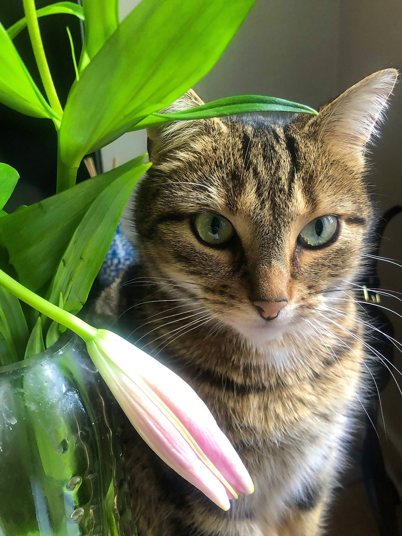 Pito participe au concours pour gagner de l'argent avec cette photo : biting, carnivore, cat, claw, domestic_short_haired_cat, fawn, felidae, fur, grass, organism, paw, photo_caption, plant, plant_stem, small_to_medium_sized_cats, snout, terrestrial_animal, terrestrial_plant, whiskers, wildlife