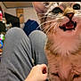 kitten, cat, pet, close_up, indoor, lap, gray_pants, feline, whiskers, mouth_open, teeth, person, hand, home, blurred_background, fur, cute, animal, young_cat, playful