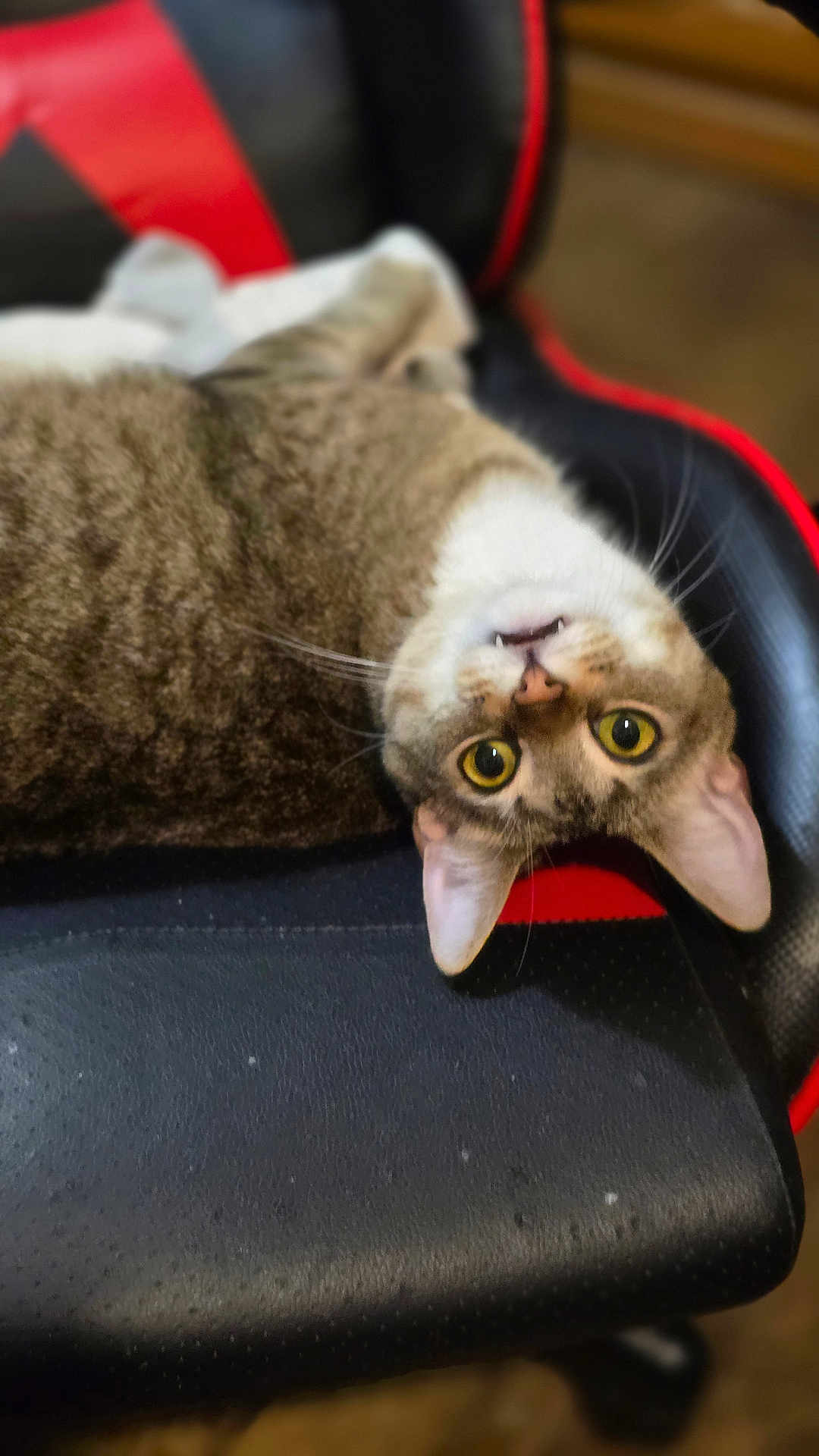 Karma joined the competition — help win amazing prizes! cat, tabby, upside_down, chair, black, red, fur, whiskers, yellow_eyes, pet, indoor, curious, animal, closeup, relaxing, seated, feline, looking, cute, domestic