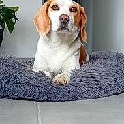 Shelly a rejoint le concours — aidez-le/la à gagner de superbes lots ! dog, beagle, pet_bed, indoor, plant, floor, white_wall, relaxed, canine, fur, ears, paws, nose, portrait, animal, cozy, home, looking, calm, domestic