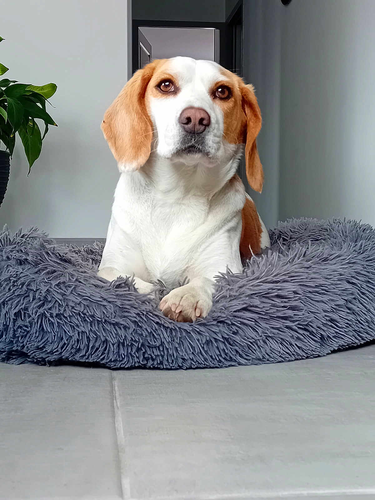 Shelly a rejoint le concours — aidez-le/la à gagner de superbes lots ! dog, beagle, pet_bed, indoor, plant, floor, white_wall, relaxed, canine, fur, ears, paws, nose, portrait, animal, cozy, home, looking, calm, domestic