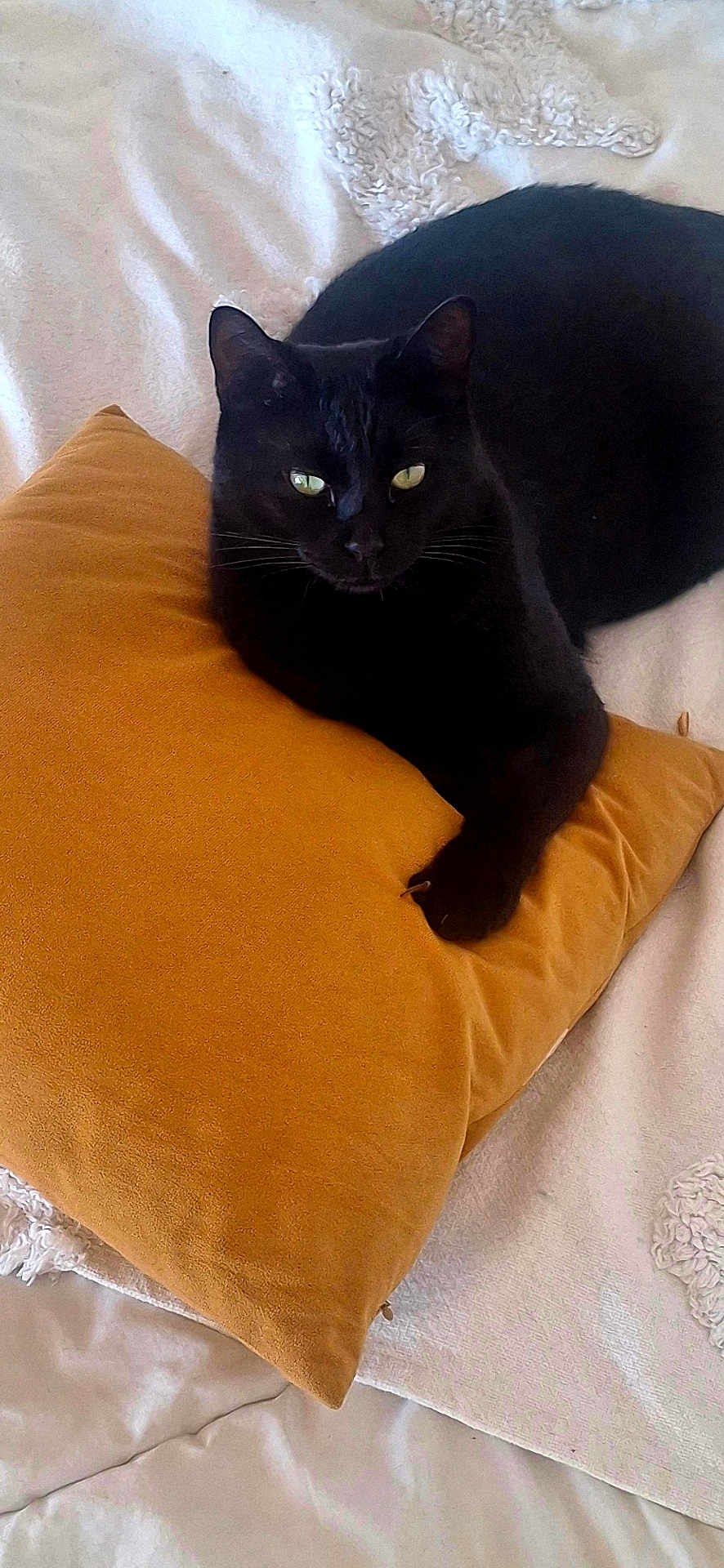 Ades participe au concours pour gagner de l'argent avec cette photo : cat, black_cat, pet, pillow, cushion, bed, blanket, whiskers, green_eyes, domestic_cat, indoor, cozy, relaxed, portrait, close_up, paw, fur, sleepy, home, feline