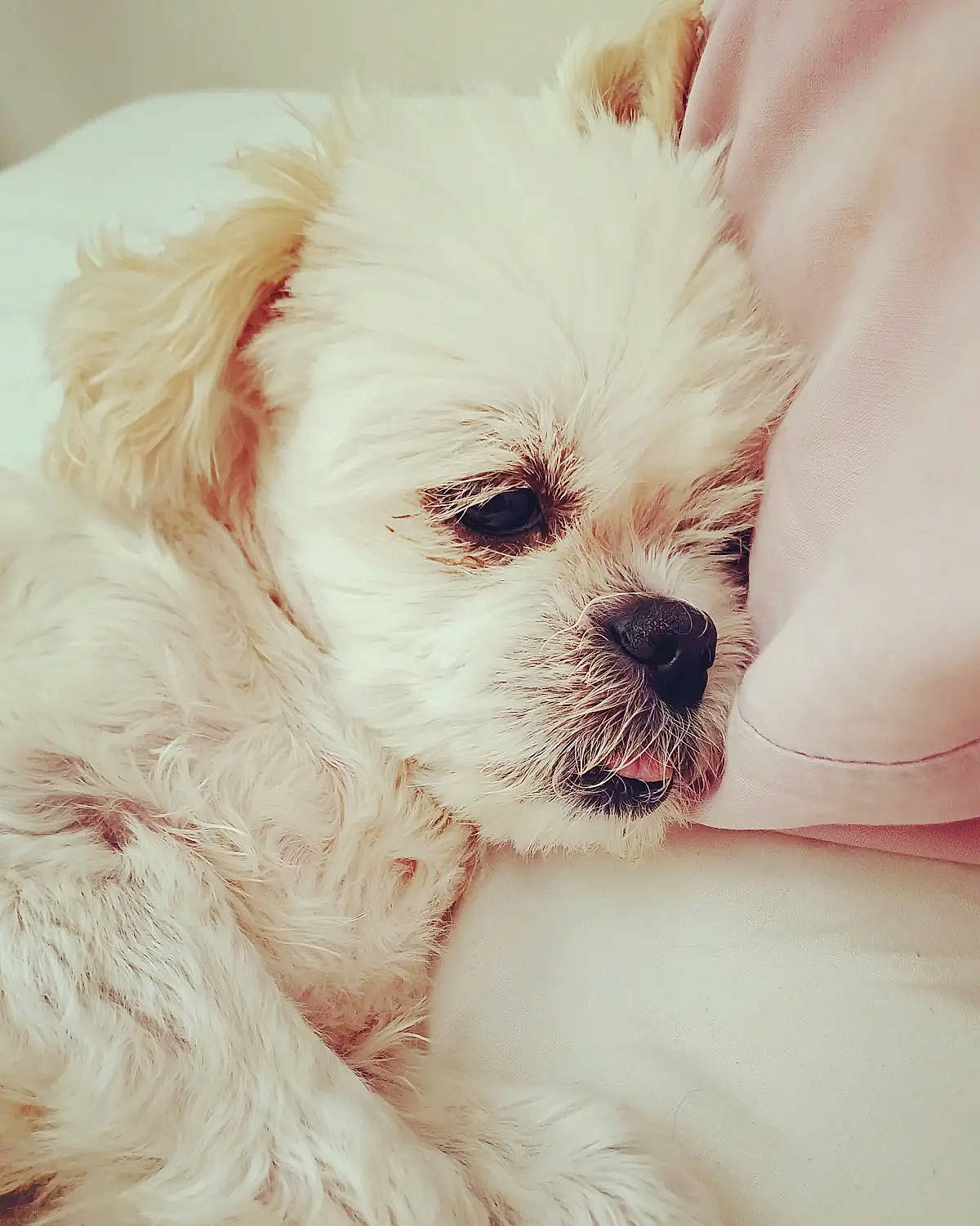 Ella participe au concours pour gagner de l'argent avec cette photo : canidae, carnivore, companion_dog, dog, dog_breed, dog_supply, ear, fawn, fur, mal_shi, maltepoo, pekapoo, puppy_love, shih_poo, small_terrier, sporting_group, terrier, toy_dog, whiskers, working_animal