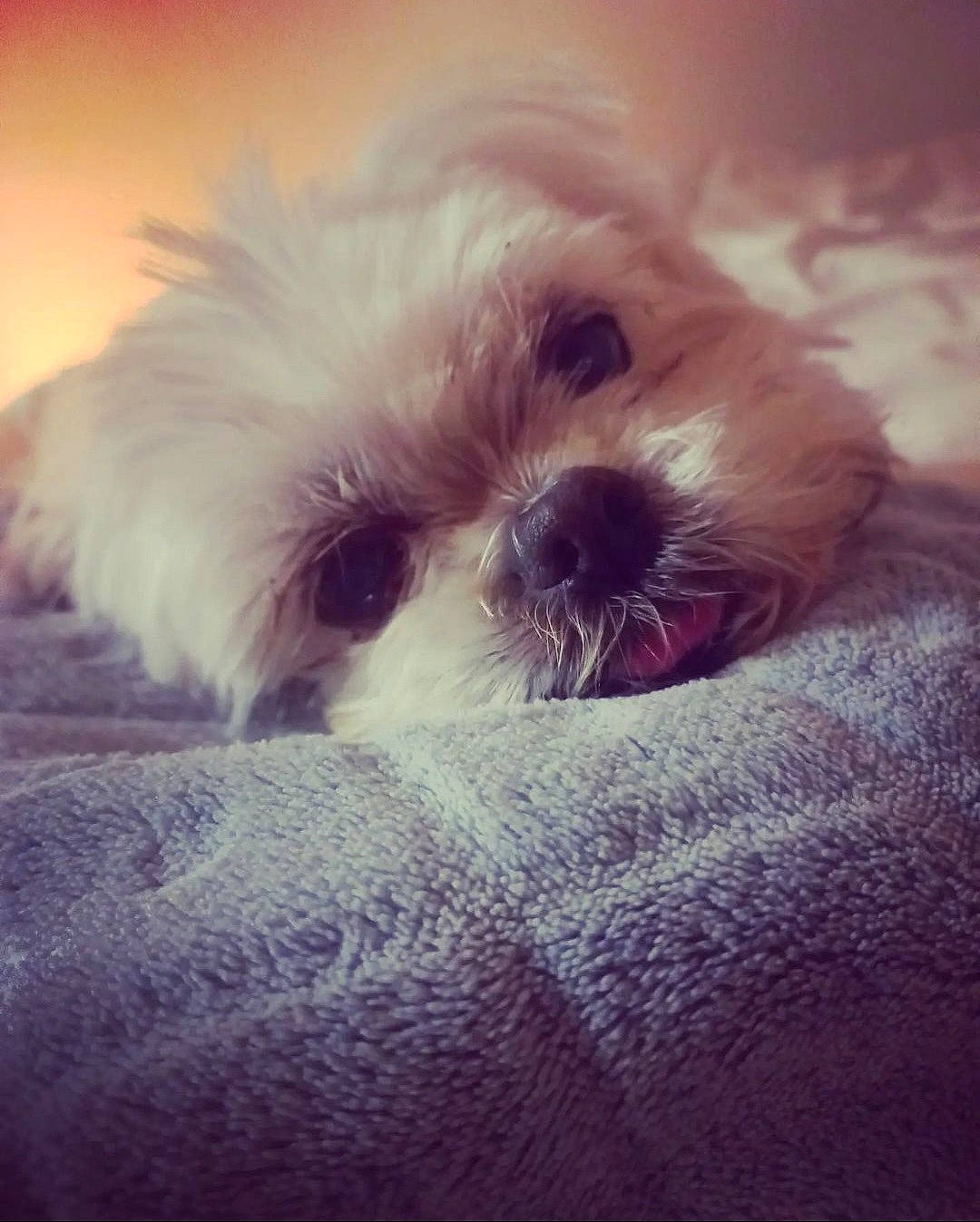 Ella participe au concours pour gagner de l'argent avec cette photo : canidae, carnivore, cloud, companion_dog, dog, dog_breed, eye, fawn, fur, liver, puppy_love, shih_poo, shih_tzu, small_terrier, snout, sporting_group, terrier, toy_dog, whiskers, working_animal